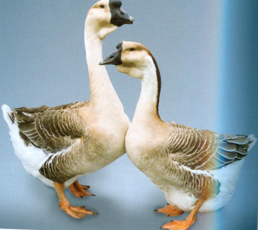 How Can You Tell If A Goose Is Male Or Female